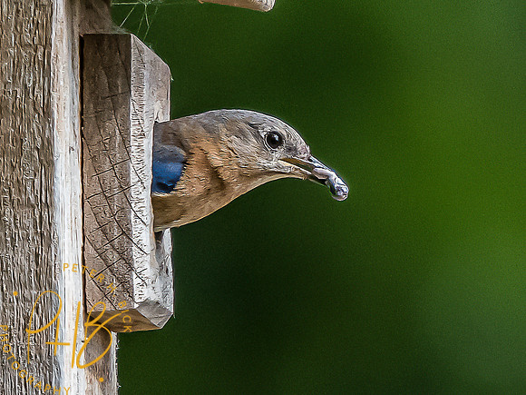 -Indiana Birds and Wildlife 2022 7028-Edit-Edit