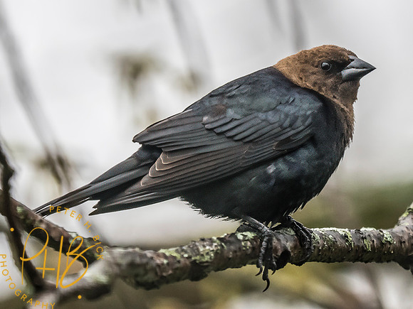 Indiana Birds and Wildlife 2025 4351-Edit