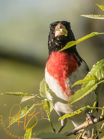 Indiana Birds and Wildlife 2025 4795-Edit