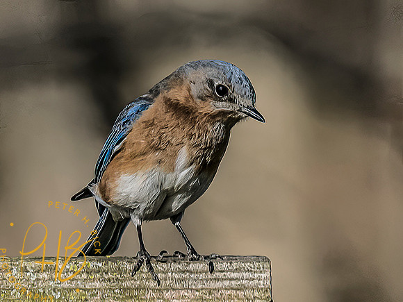 -Indiana Birds and Wildlife 2022 3350-Edit-Edit