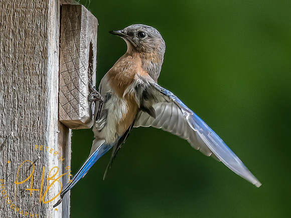 -Indiana Birds and Wildlife 2022 7014-Edit-Edit