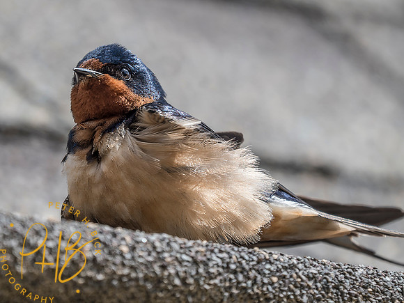 Indiana Birds and Wildlife 2025 6242-Edit