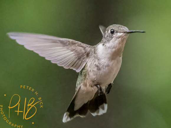 Indiana Birds and Wildlife 2025 9719-Edit