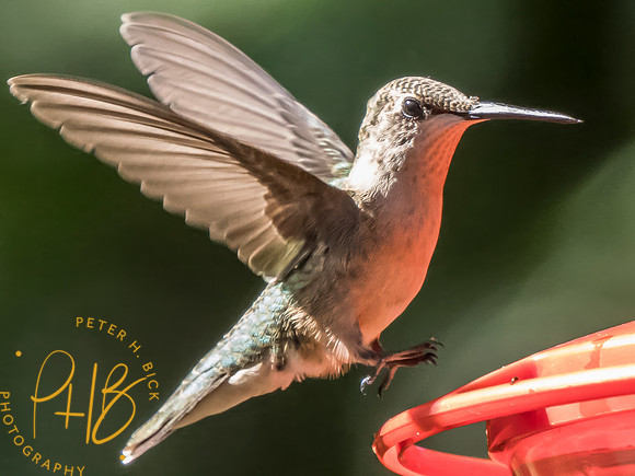 Indiana Birds and Wildlife 2025 9661-Edit