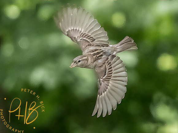 Indiana Birds and Wildlife 2025 7677-Edit-Edit