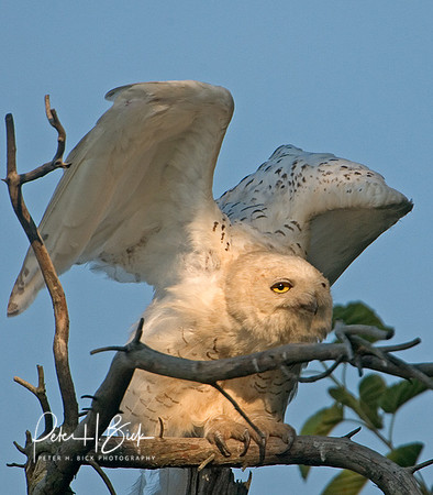 Snowy Owl 8-04 319p