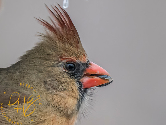 Indiana Birds and Wildlife 2025 2064-Edit