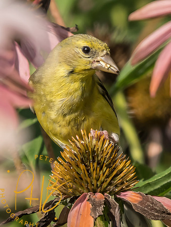 Indiana Birds and Wildlife 2025 8967-Edit