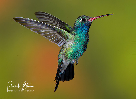 Broad-Billed Hummingbird 0926