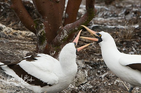 Galapagos 11-07 0863