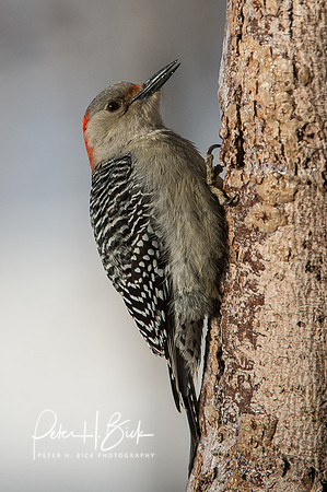 Zionsville Birds 2015 0271