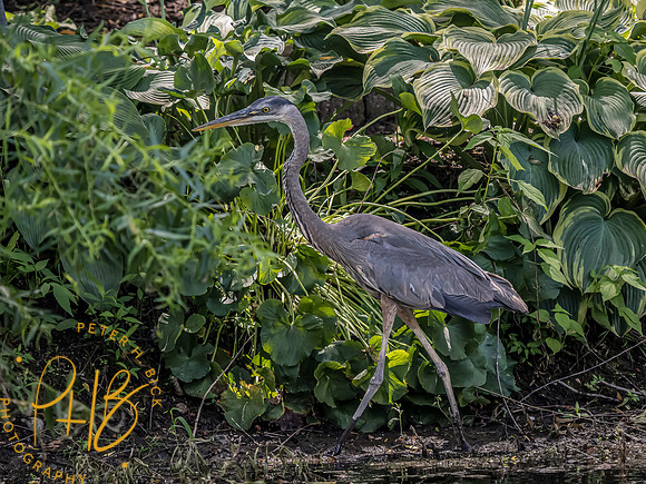 -Indiana Birds and Wildlife 2022 6751-Edit-Edit