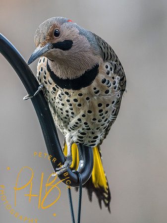 Indiana Birds and Wildlife 2025 1784-Edit