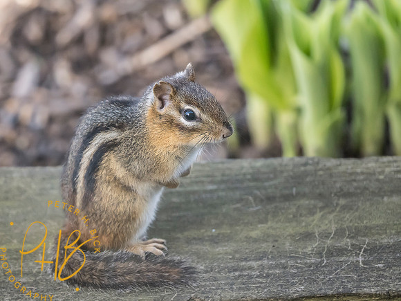 Indiana Birds and Wildlife 2025 4097-Edit