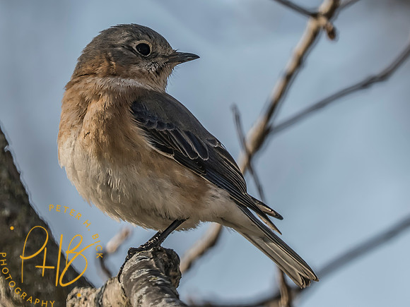 Indiana Birds and Wildlife 2025 3368-Edit