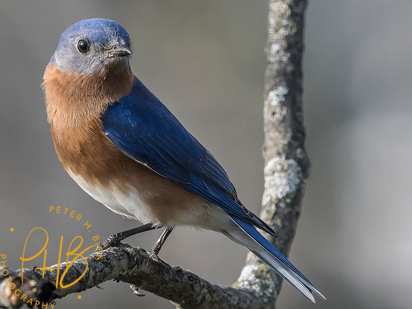 Indiana Birds and Wildlife 2025 4178-Edit