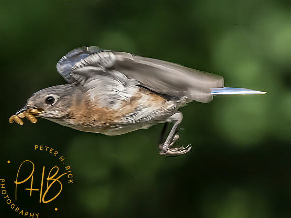 Indiana Birds and Wildlife 2025 7434-Edit-Edit