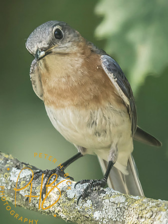 Indiana Birds and Wildlife 2025 8039-Edit