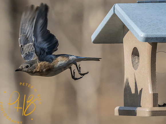 Indiana Birds and Wildlife 2025 3398-Edit
