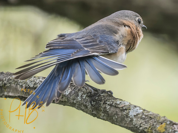 Indiana Birds and Wildlife 2025 4718-Edit