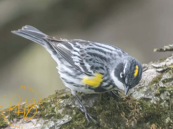 Indiana Birds and Wildlife 2025 4399-Edit