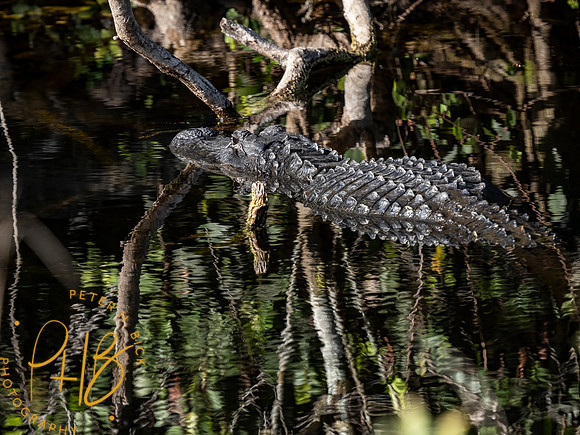 2022 Florida Trip 0197-Edit