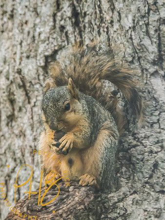Indiana Birds and Wildlife 2025 6062-Edit