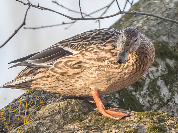 Indiana Birds and Wildlife 2025 3082-Edit