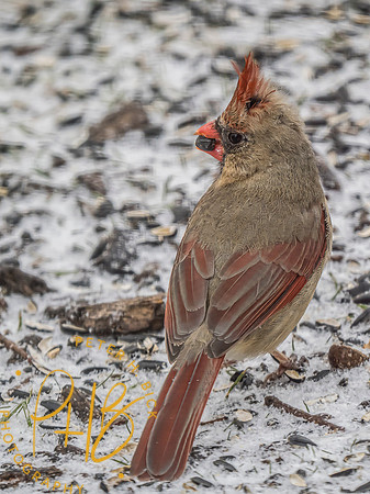 Indiana Birds and Wildlife 2025 2032-Edit