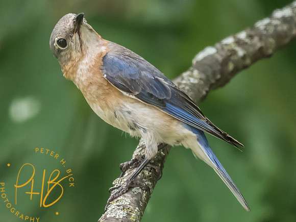 Indiana Birds and Wildlife 2025 7631-Edit