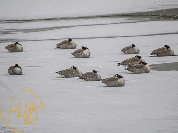 Indiana Birds and Wildlife 2025 0165-Edit