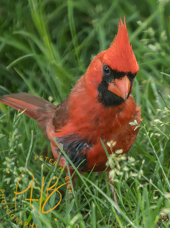 Indiana Birds and Wildlife 2025 6550-Edit