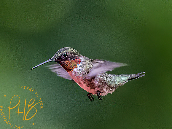 -Indiana Birds and Wildlife 2022 6114-Edit-Edit