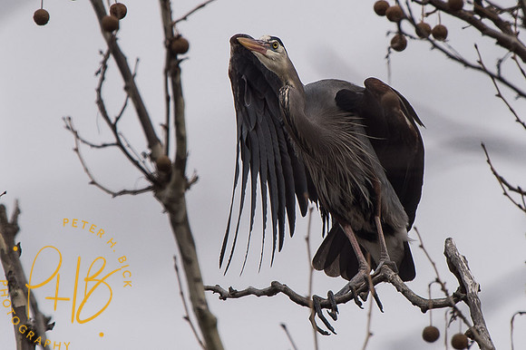 Indy Heron Rookery 2014 0081