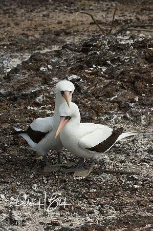 Galapagos 11-07 1113