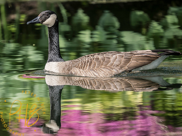 Indiana Birds and Wildlife 2025 6204-Edit