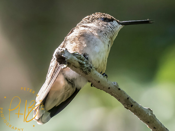 Indiana Birds and Wildlife 2025 9562-Edit