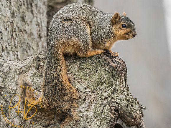 Indiana Birds and Wildlife 2025 1896-Edit