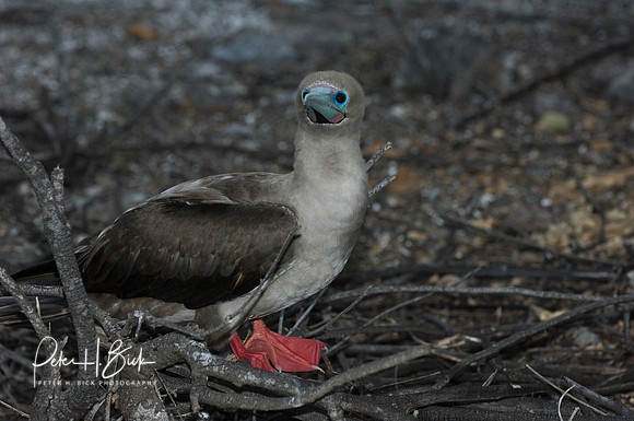 Galapagos 11-07 0746