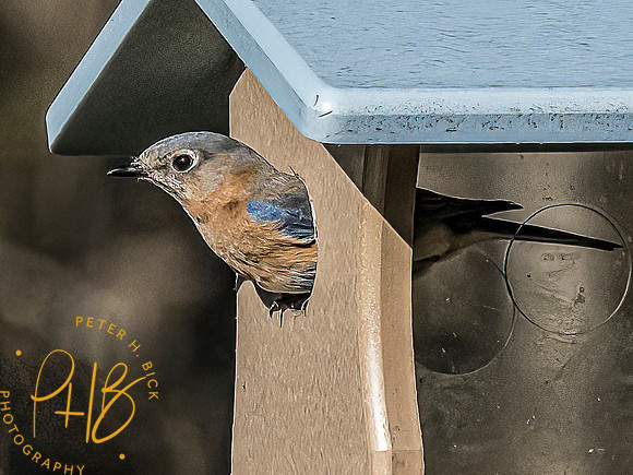 -Indiana Birds and Wildlife 2022 3357-Edit-Edit