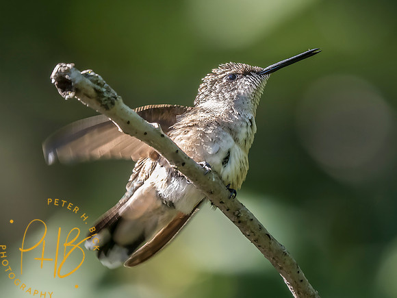 Indiana Birds and Wildlife 2025 9539-Edit