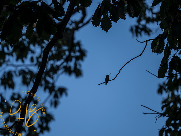 Indiana Birds and Wildlife 2025 9789-Edit
