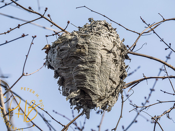 Indiana Birds and Wildlife 2025 1851-Edit