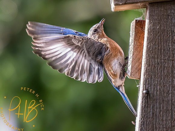 -Indiana Birds and Wildlife 2022 6861-Edit-Edit