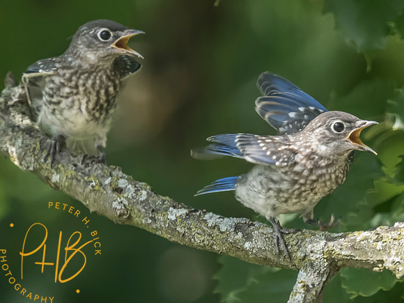 Indiana Birds and Wildlife 2025 7782-Edit
