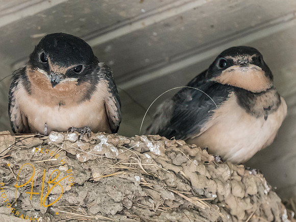 Indiana Birds and Wildlife 2025 7462-Edit