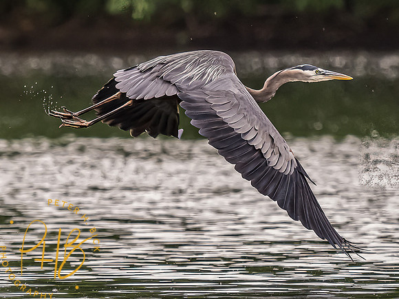 -Indiana Birds and Wildlife 2022 5988-Edit-Edit