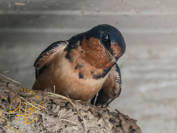 Indiana Birds and Wildlife 2025 6248-Edit