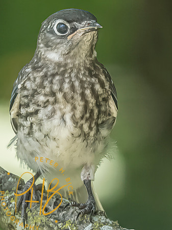 Indiana Birds and Wildlife 2025 7796-Edit-Edit