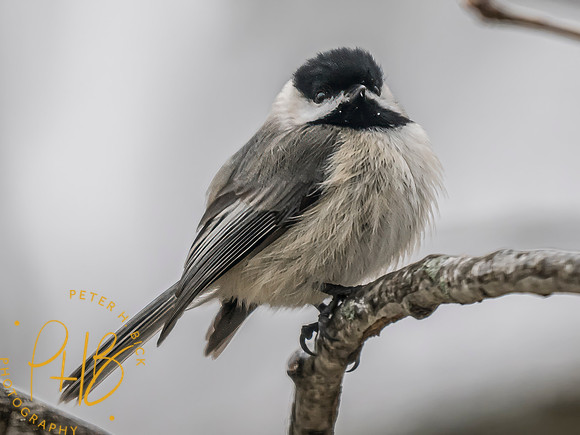 Indiana Birds and Wildlife 2025 2041-Edit